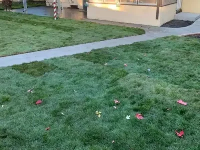 a lawn with a path and a house